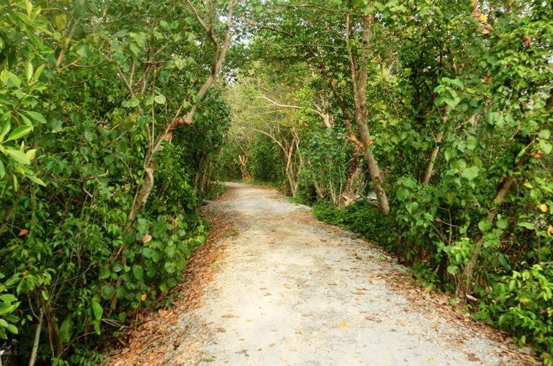双溪布洛湿地保护区-新加坡必去景点