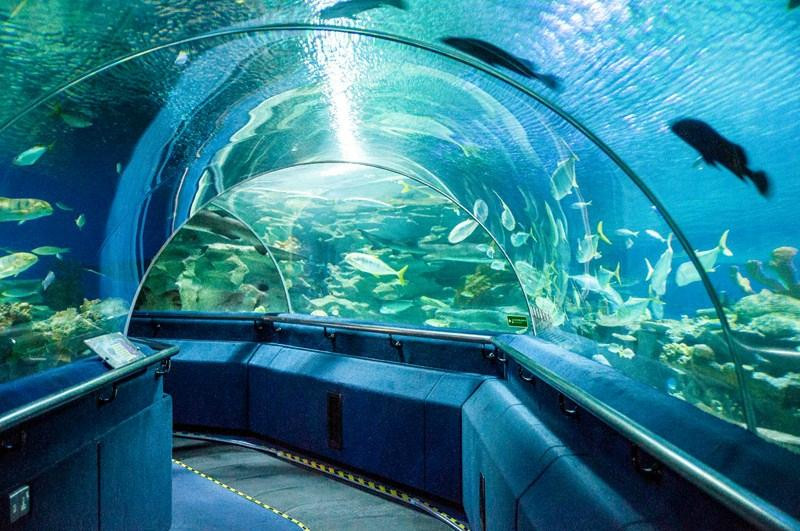 吉隆坡城中城水族馆-吉隆坡必去景点