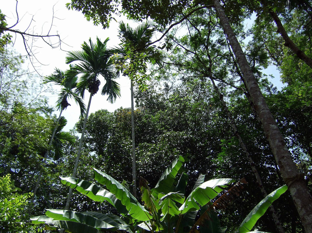 丛林飞梭-卡图必去景点