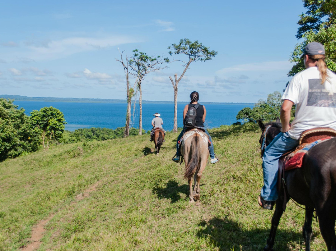Panama Horseback Adventures景点图片