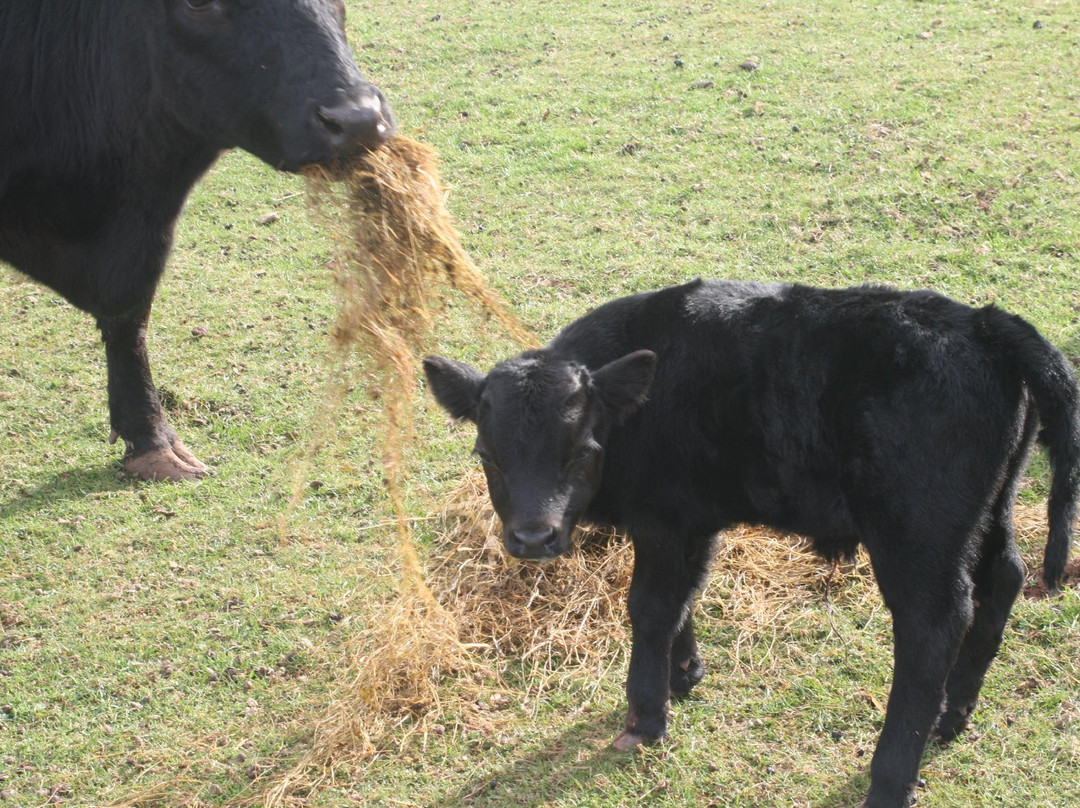 Mansefield B&B主图