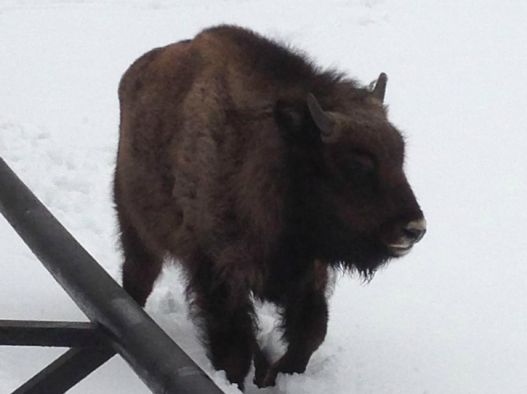 European Bison Reservation-Bialowieza必去景点