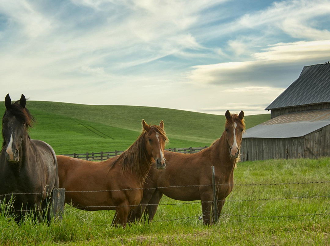 Palouse Tour-Colfax必去景点