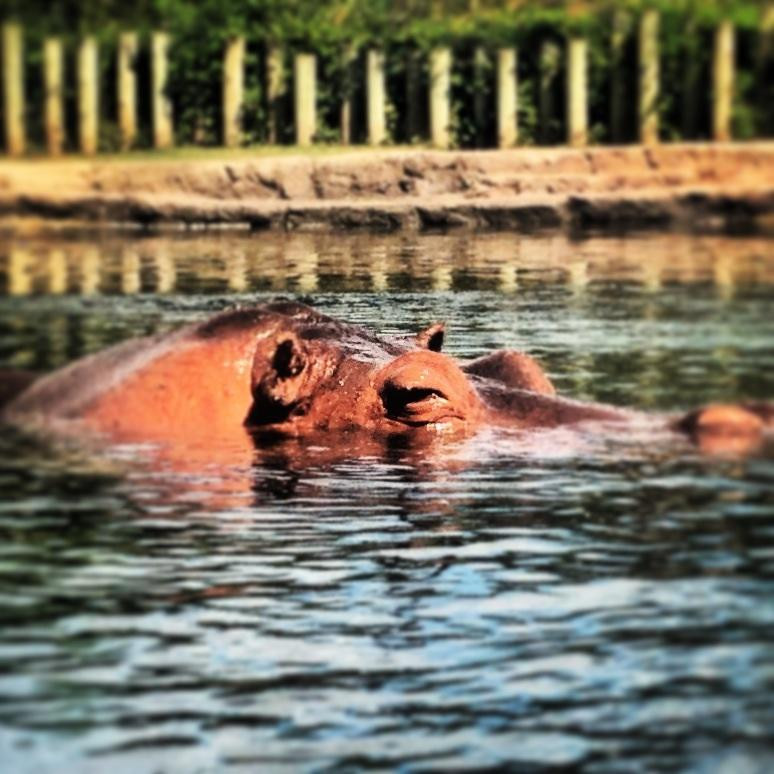 Temaiken Biopark-Belen de Escobar必去景点