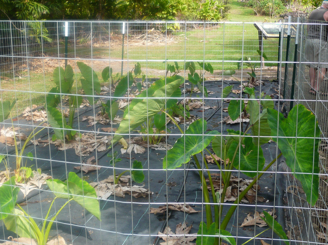 夏威夷热带植物园-库克船长必去景点