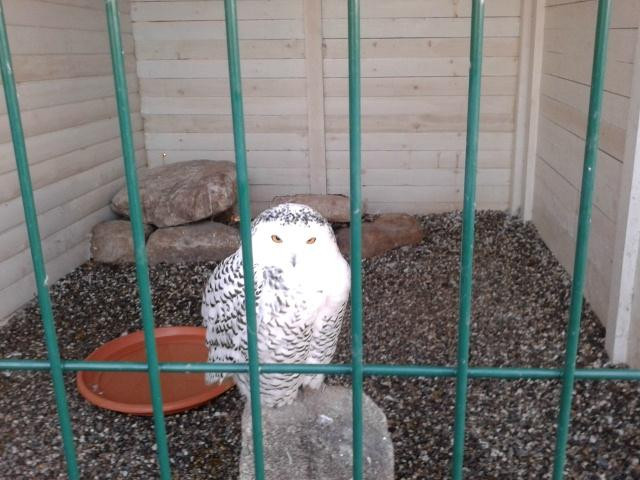 Woodlands Falconry and Bird of Prey Centre.-Tullow必去景点