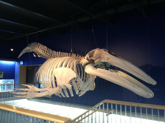 Kodiak National Wildlife Refuge-Akhiok必去景点