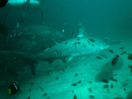 Marlin Adventures-拉巴斯必去景点