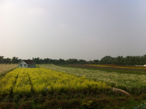 百万葵园-广州市必去景点