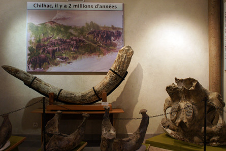 Musée de Paléontologie景点图片