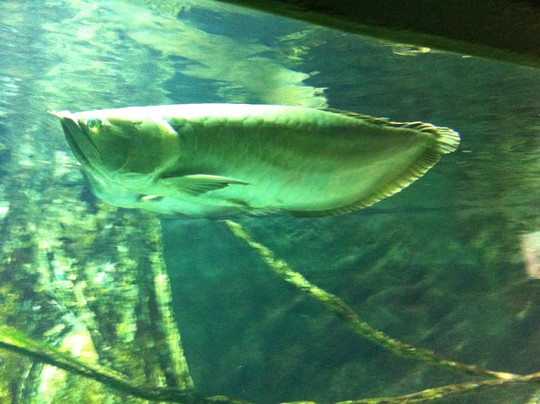 Istanbul Sea Life Aquarium-伊斯坦布尔必去景点
