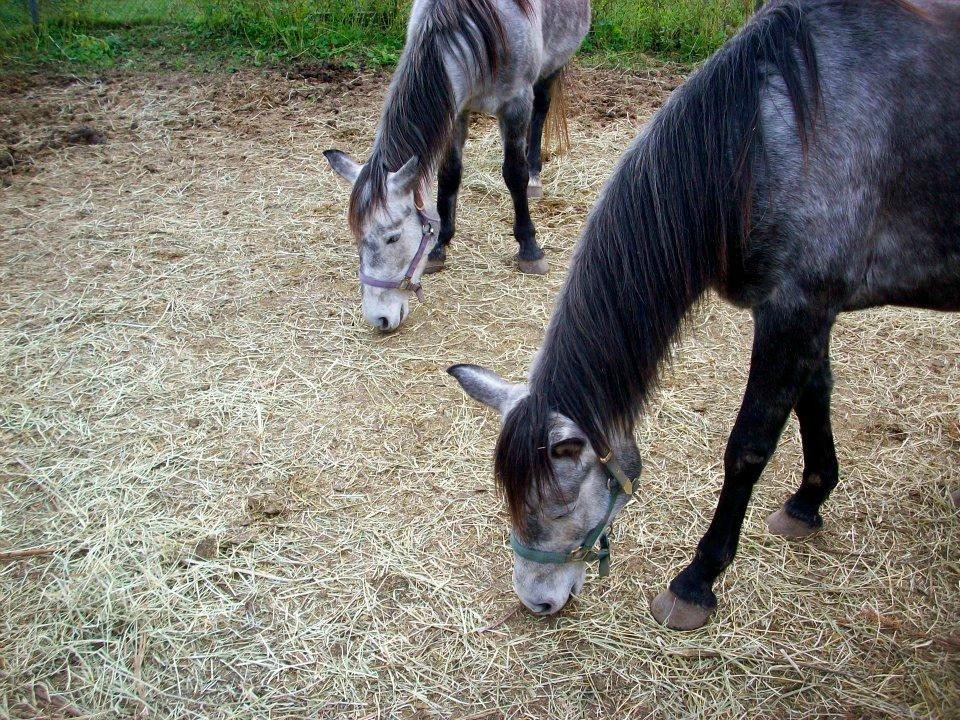 Lollypop Farm, Humane Society of Greater Rochester-Fairport必去景点