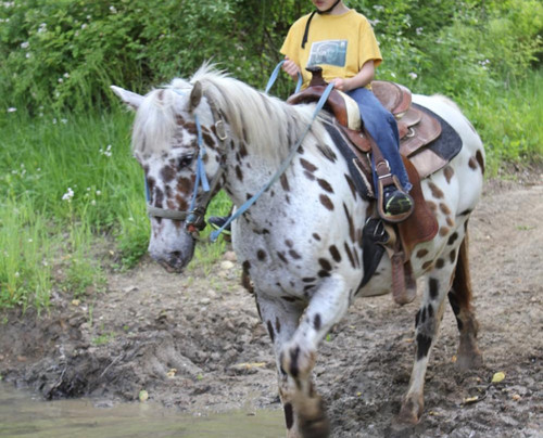 Grandpa Jeff's Trail Rides-Morgantown必去景点