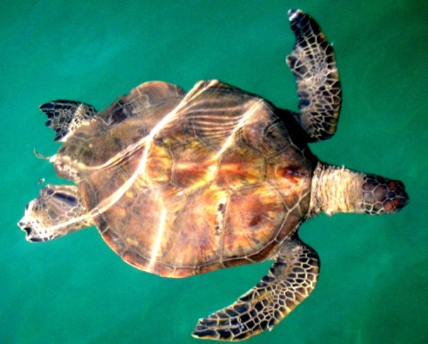 Kohala Kayak Club景点图片