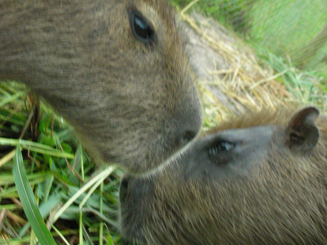 Hotel & Resort Lagos de Menegua主图