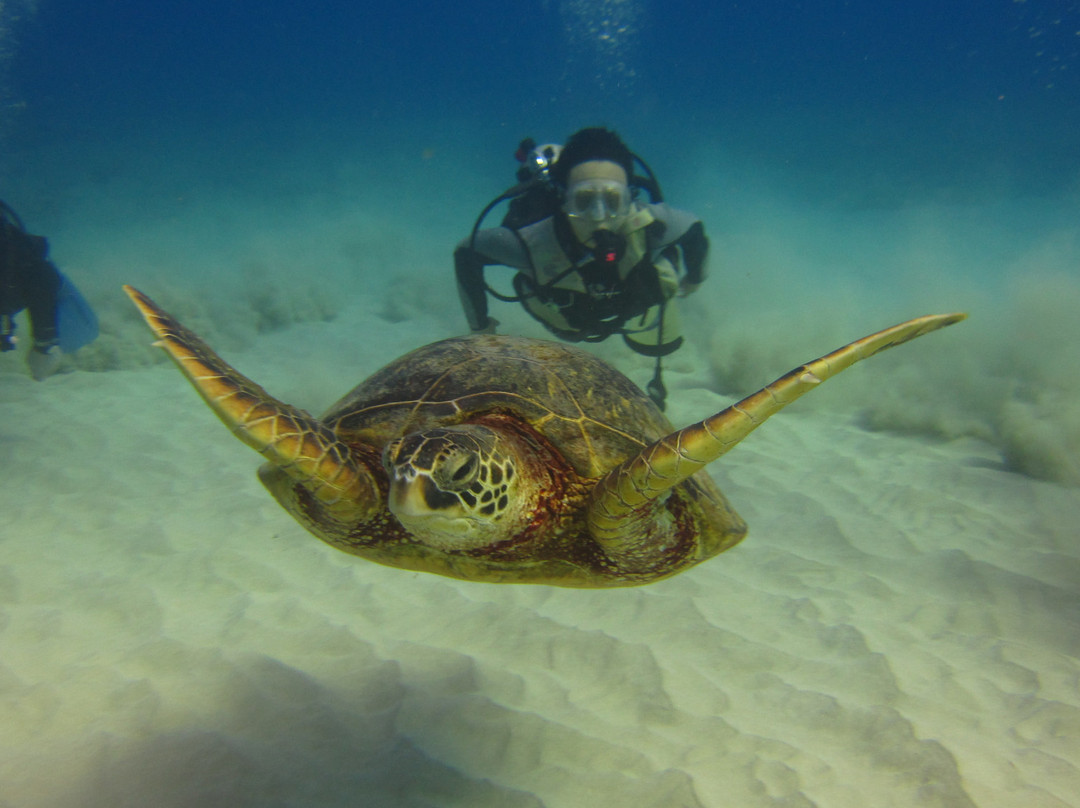 欧湖岛潜水之旅-火奴鲁鲁必去景点