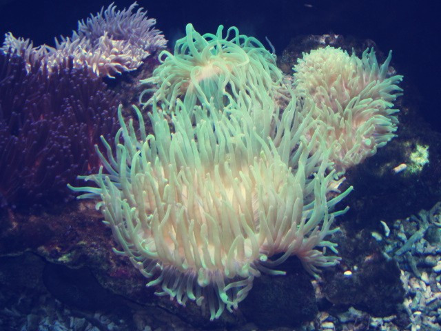 蓬莱海洋极地世界-蓬莱市必去景点