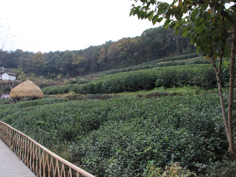 杭州曼殊·天竺里民宿（西湖灵隐寺店）主图