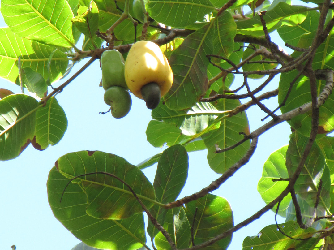 Cajueiro de Pirangi-Pirangi do Norte必去景点