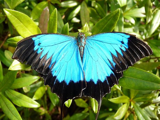 Coffs Harbour Butterfly House景点图片