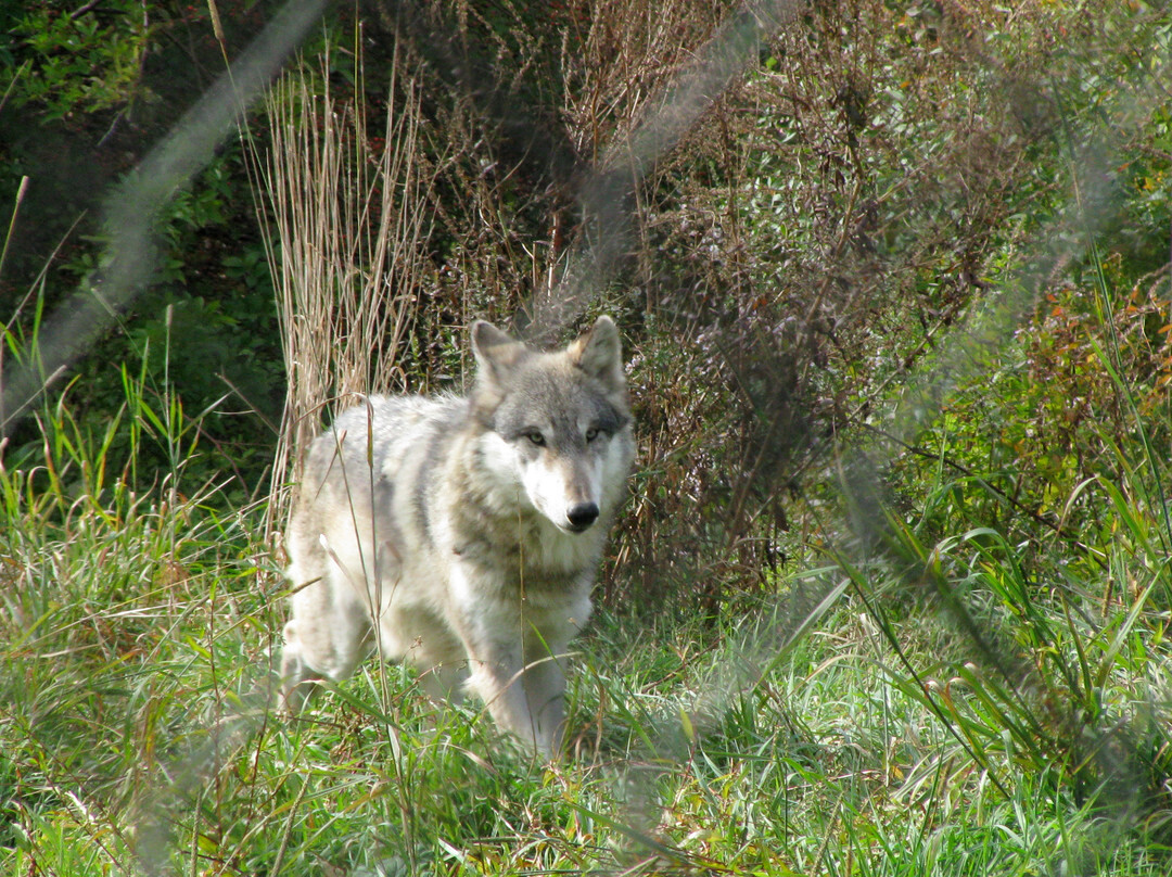 Wolf Hollow景点图片