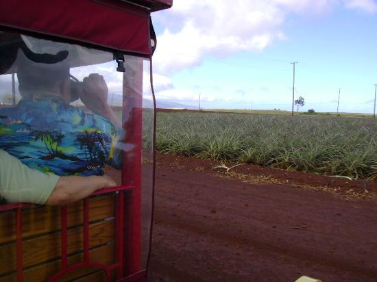 杜尔凤梨园-瓦西瓦必去景点