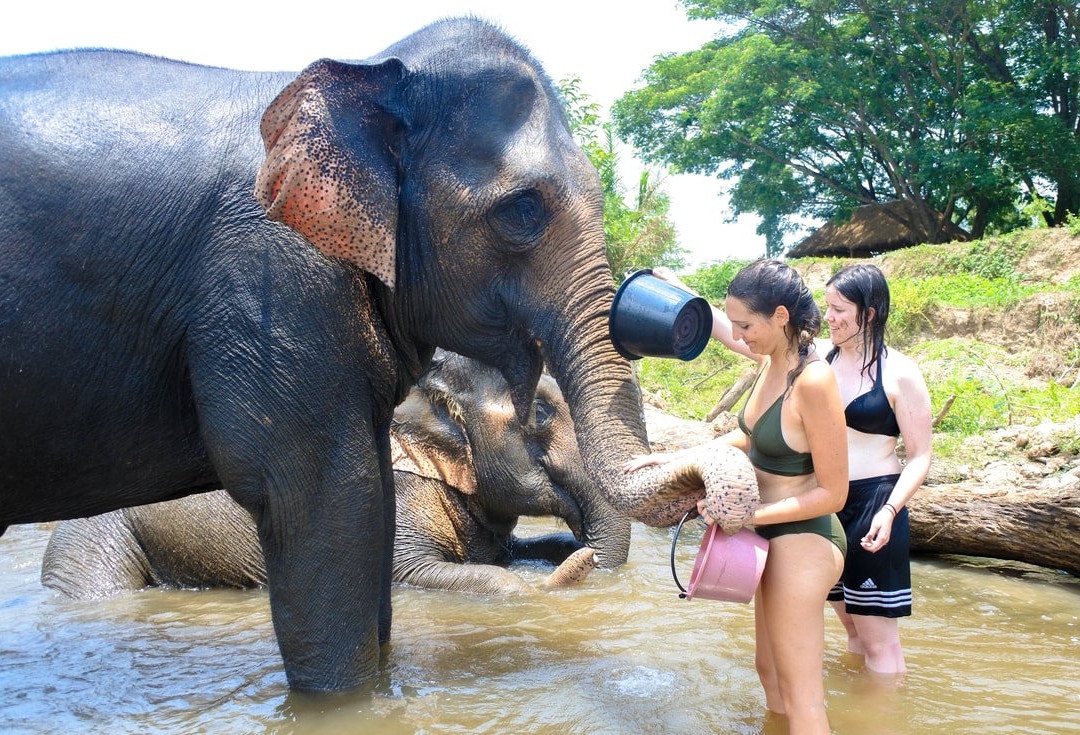 Inthanon Elephant Sanctuary & Wildlife Preserve-清迈必去景点