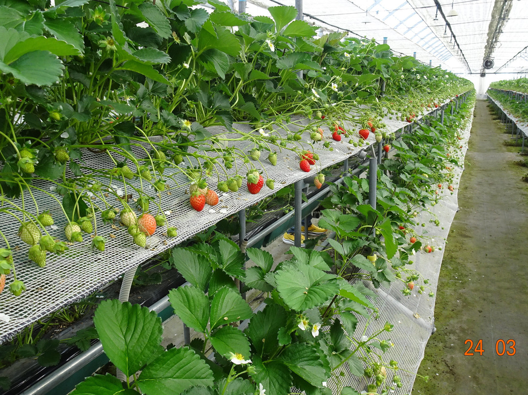 Tosu Berry Forest-鸟栖市必去景点