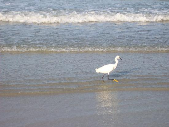 Beach at Daytona Beach景点图片