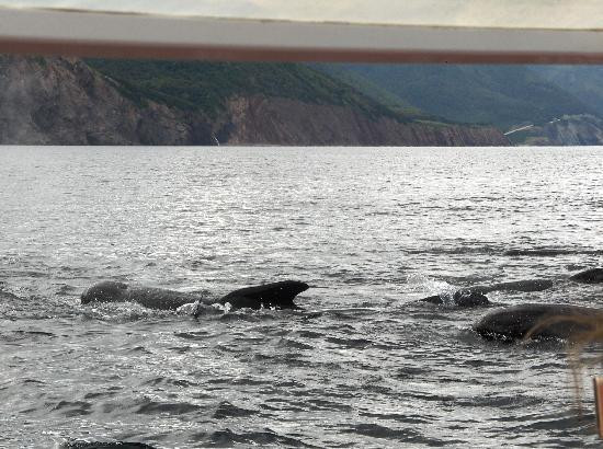 Capt. Mark's Whale and Seal Cruise景点图片