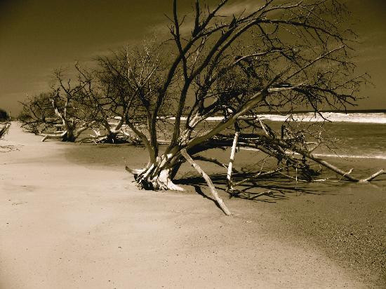 Little Talbot Island State Park-杰克逊维尔必去景点