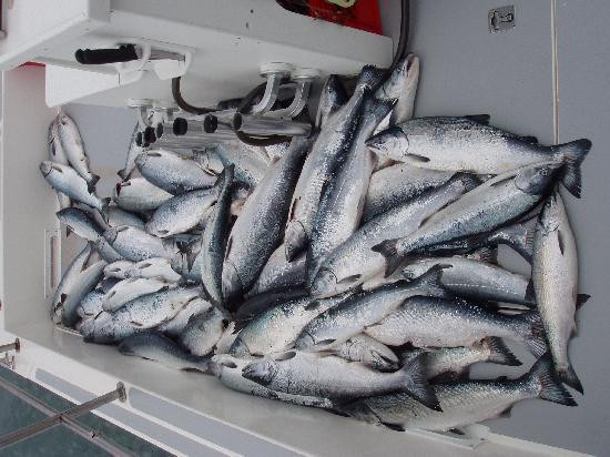 ProFish-n-Sea Charters-苏厄德必去景点