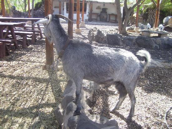 Camel Park-阿罗纳必去景点