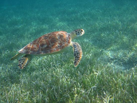 Kayaking Puerto Rico-库莱布拉岛必去景点