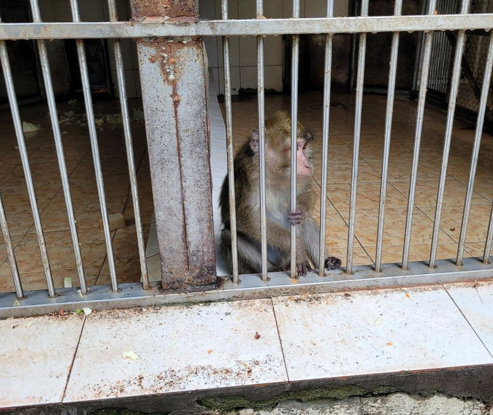 Sukhumi Monkey Nursery-Sukhumi必去景点