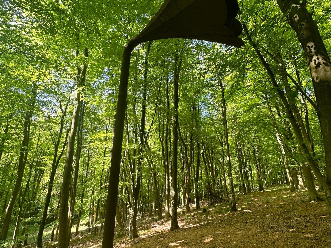 King's Wood景点图片