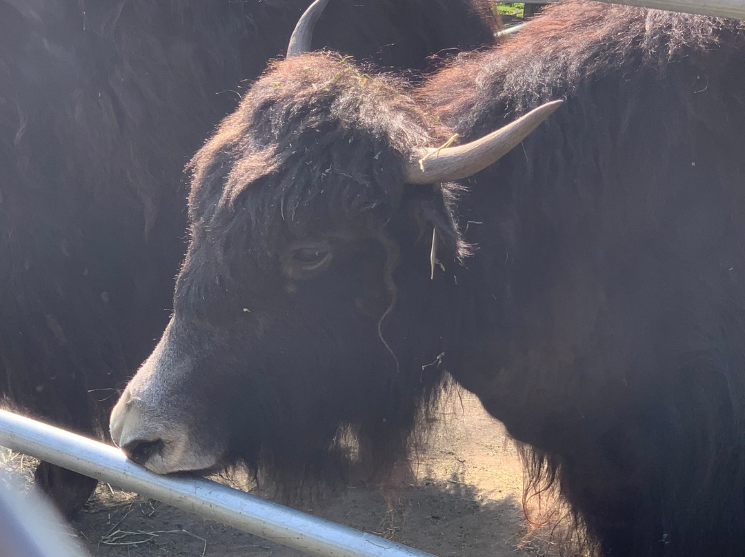 Riverview Park & Zoo-彼得伯勒必去景点