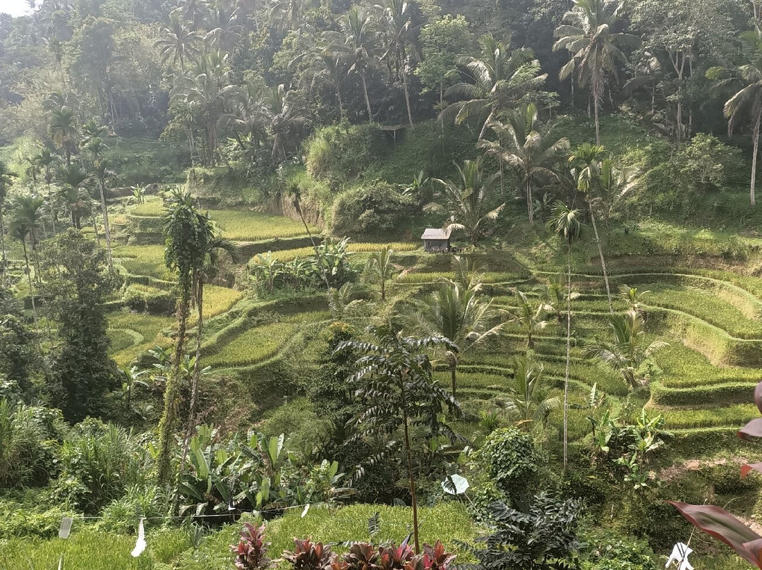 Ubud Bali Made Tour-乌布必去景点