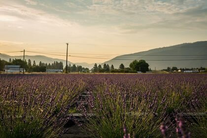 Love'nder Acres Lavender Farm and Labyrinth景点图片