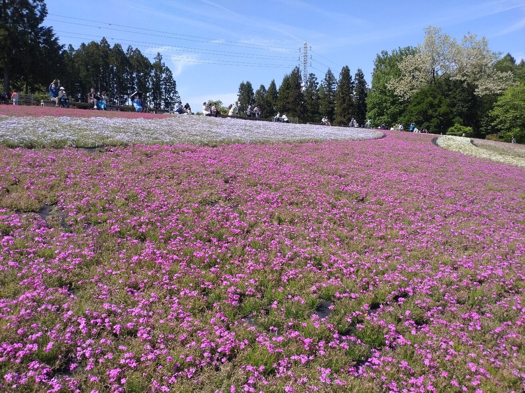 Hitsujiyama Park-秩父市必去景点