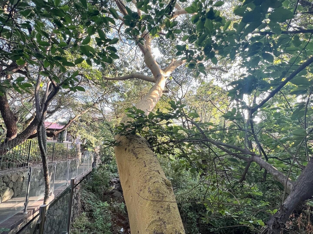 Collection O Amate del Rio主图