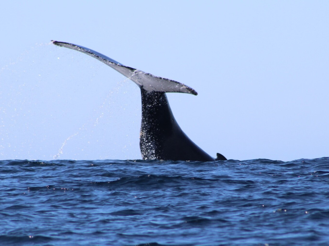 Merimbula Marina-梅林布拉必去景点