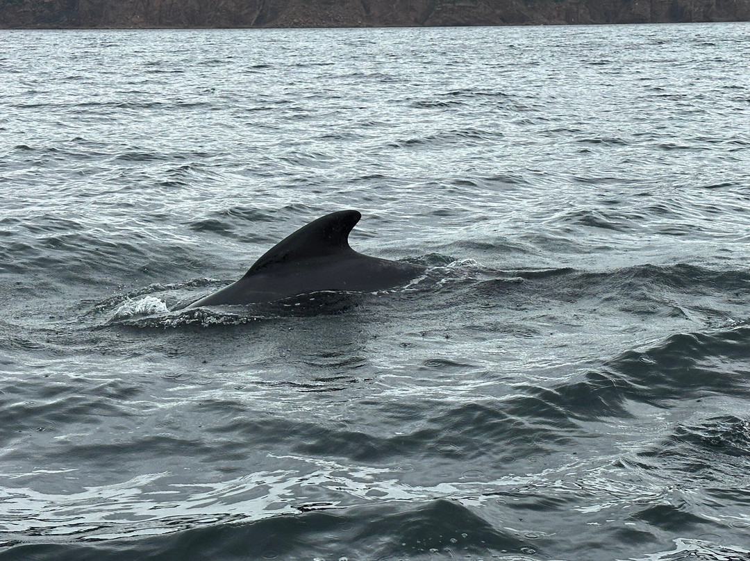 Cabot Trail Guaranteed Whales Adventures景点图片