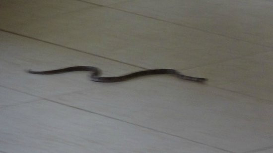 Legend Sarovar Portico, Baddi主图