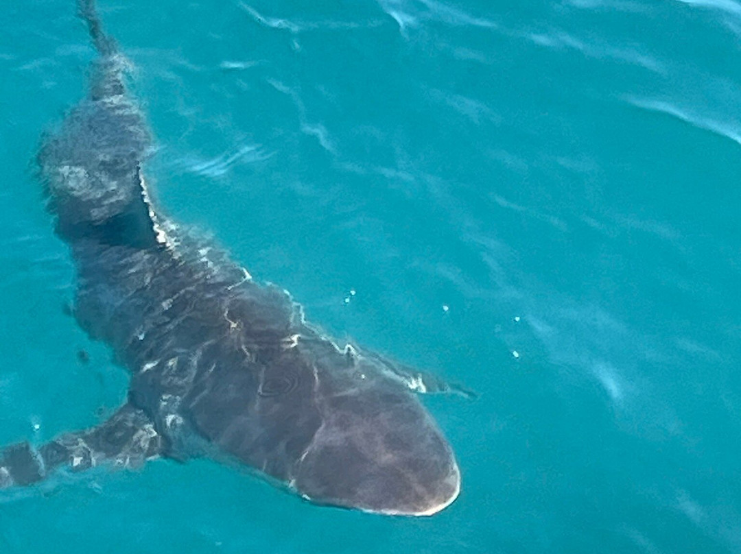 Marine Dynamics  Shark Tours-干斯拜必去景点