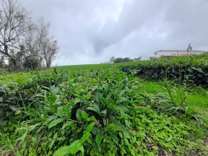 Plantações de Chá Gorreana景点图片