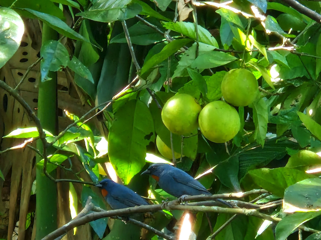 Finesse Vacations Jamaica-蒙特戈贝必去景点