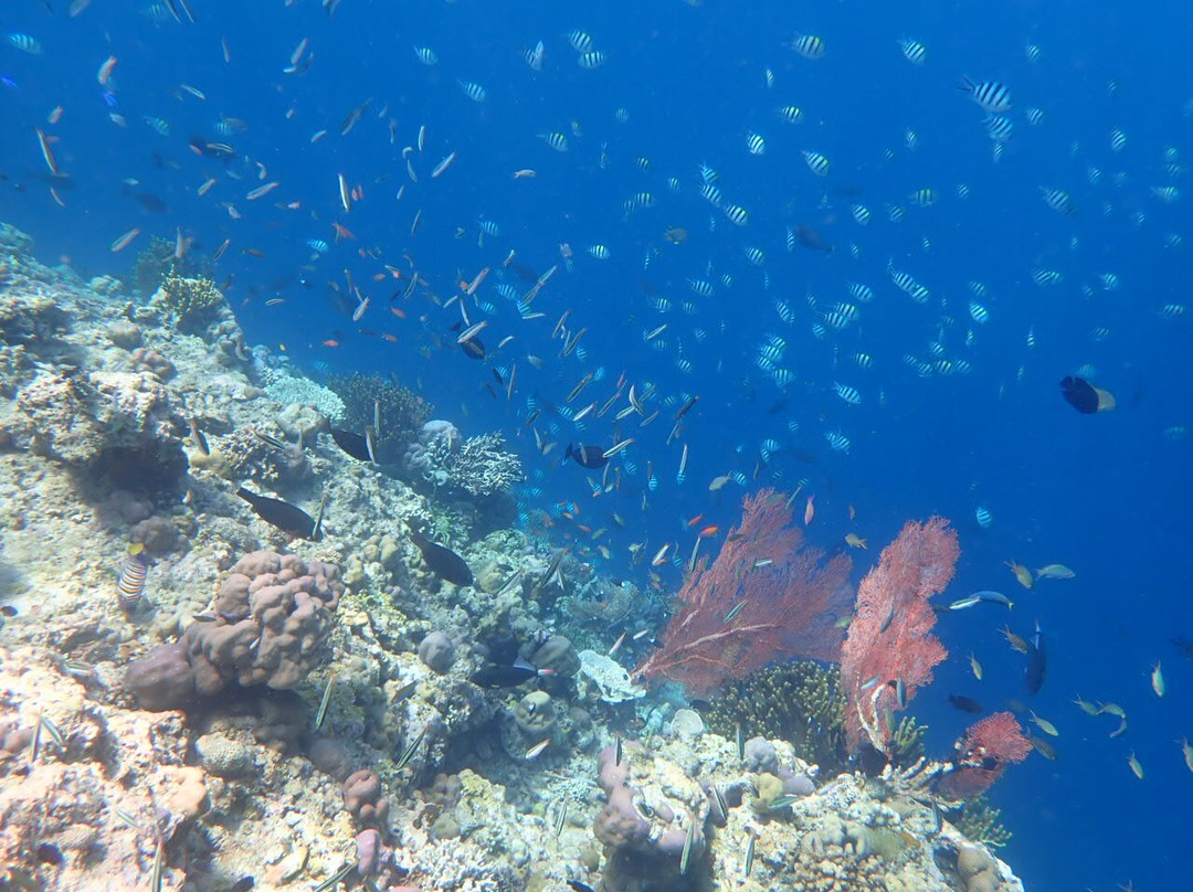 Menjangan Snorkeling Trip & Diving-佩母德兰必去景点