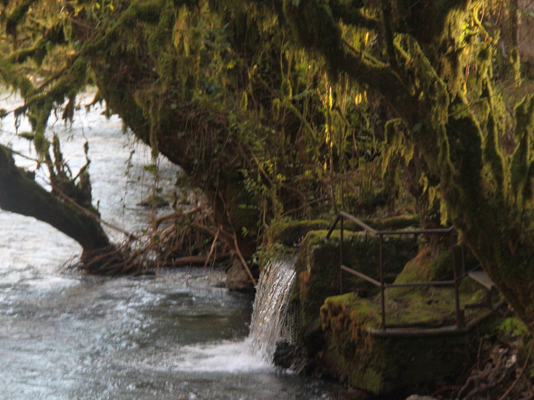 Trout Farm Chernorechenskoye-Gudaut'a必去景点