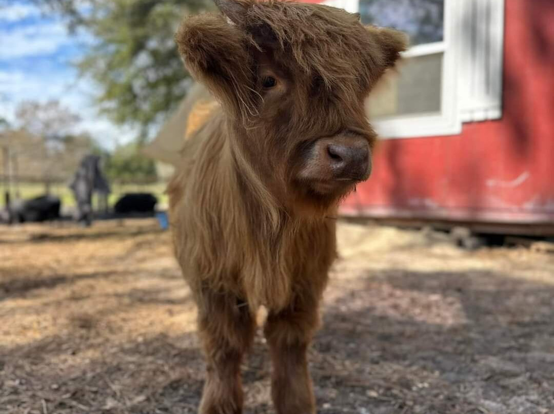 Rooterville Animal Sanctuary-Melrose必去景点